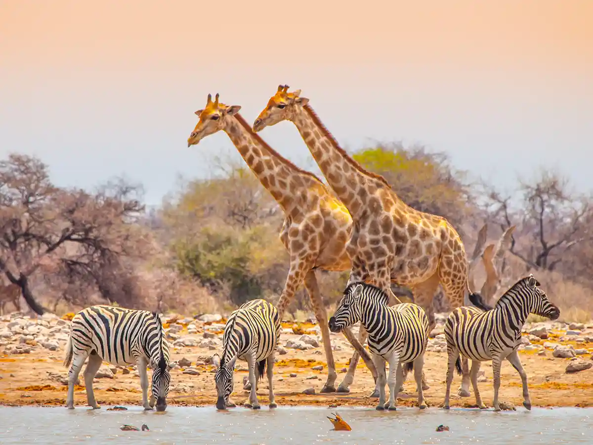 Dos jirafas y cuatro cebras de planicie en un abrevadero del Parque Nacional Etosha bajo luz suave de tarde.